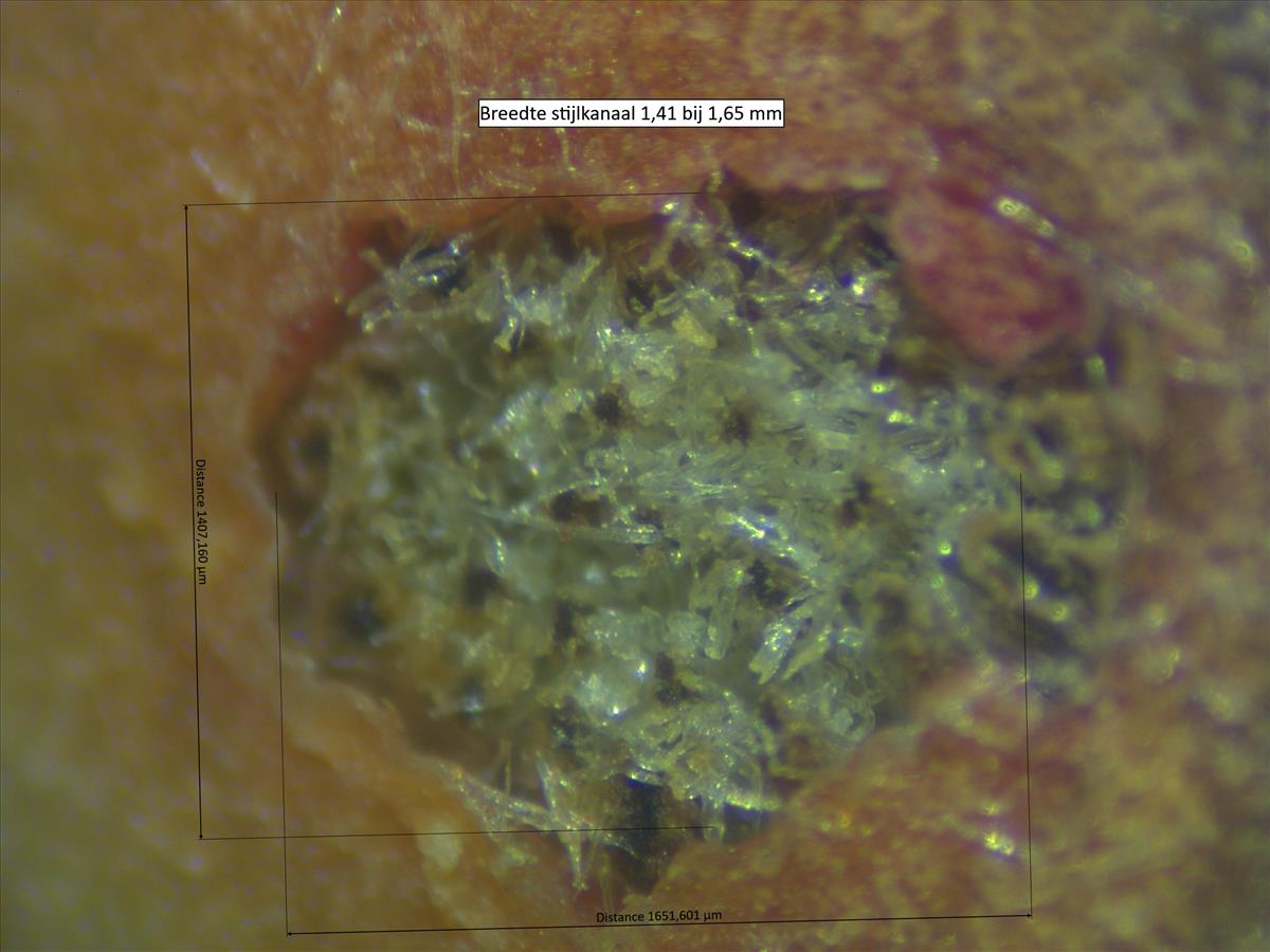 Rosa elliptica (door Jan Klinckenberg)